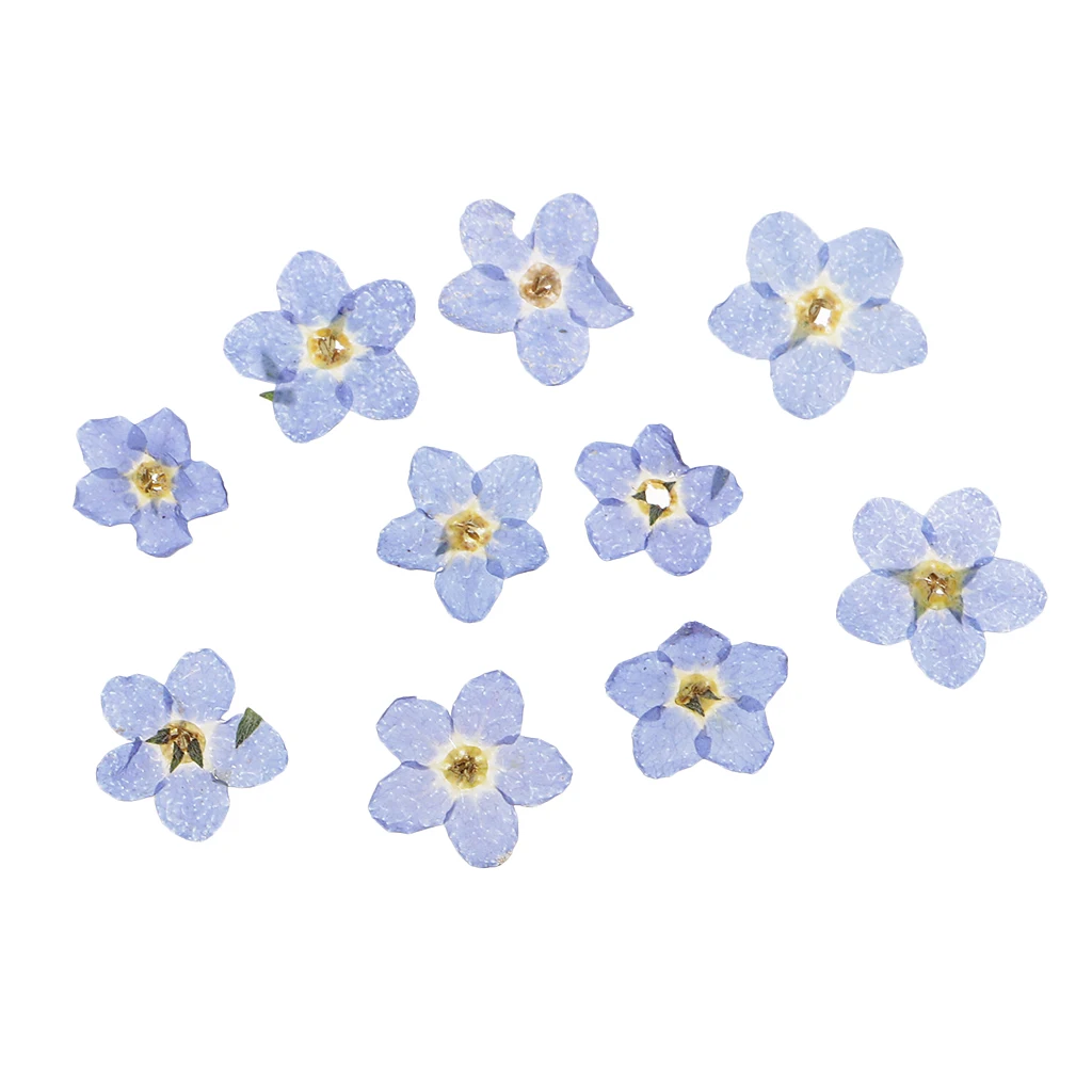 10 Pieces Natural Forget-me-not Flowers Pressed Dried Flowers For Art Crafts Scrapbooking