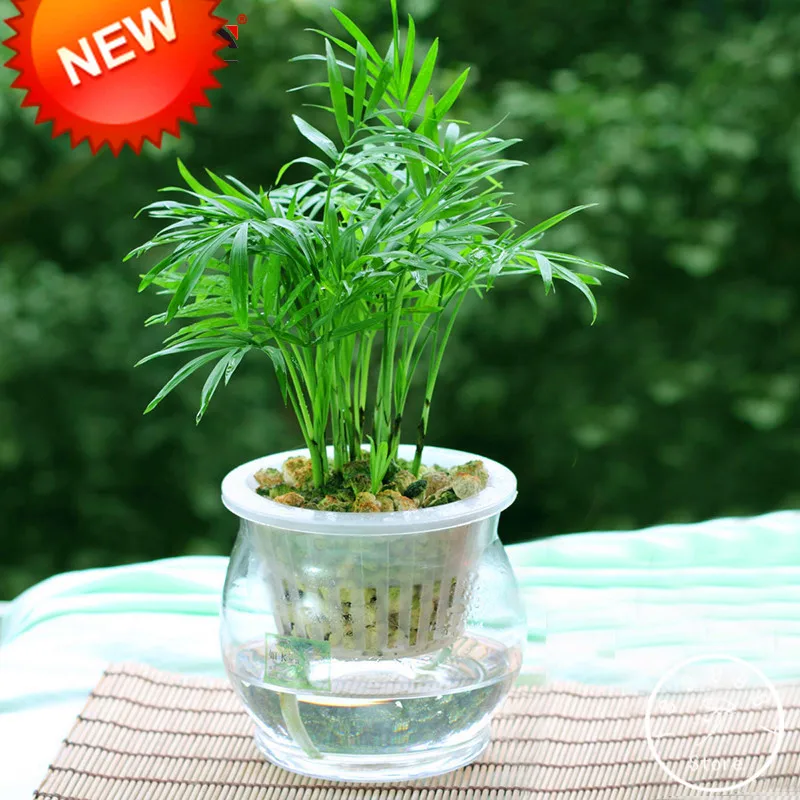 

Promotion!Lucky Bamboo Bonsai Potted Balcony Radiation Absorption Planting is Simple - 100 Pcs/Pack,#5IDR55