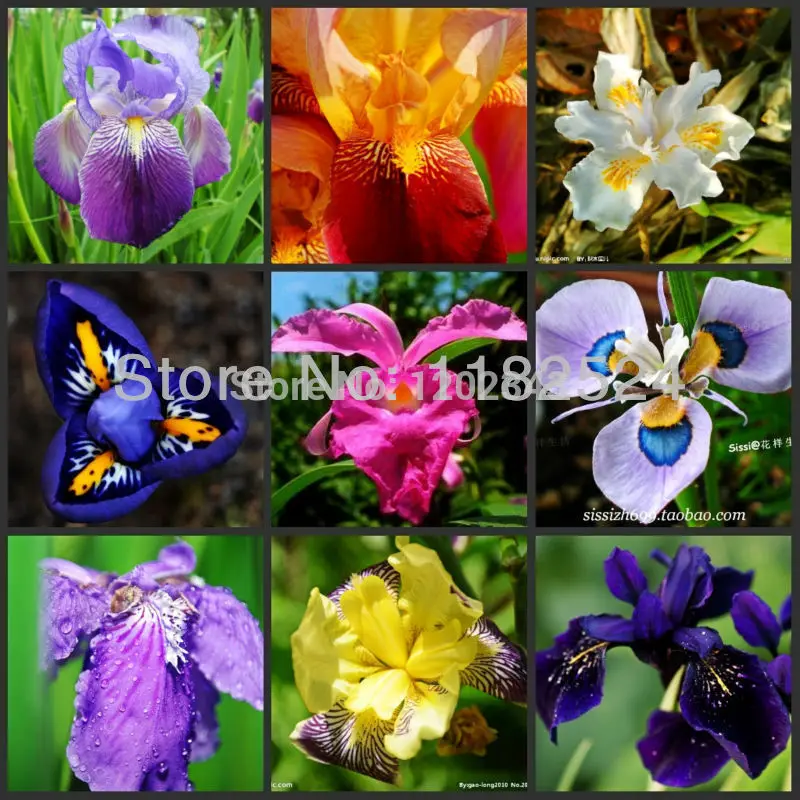 

Free Shipping 100pcs Mix-color Flag Iris - Bonsai Butterfly Phalaenopsis amabilis Flower plants
