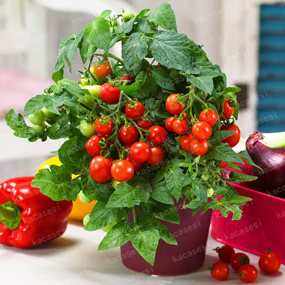 Potted Seasons Vegetable Cherry Fruit Tomato plants bonsai Cherry Small toamto 200pcs/bag Potted Seasons Vegetable Cherry Fruit Tomato plants bonsai Cherry Small toamto 200pcs/bag