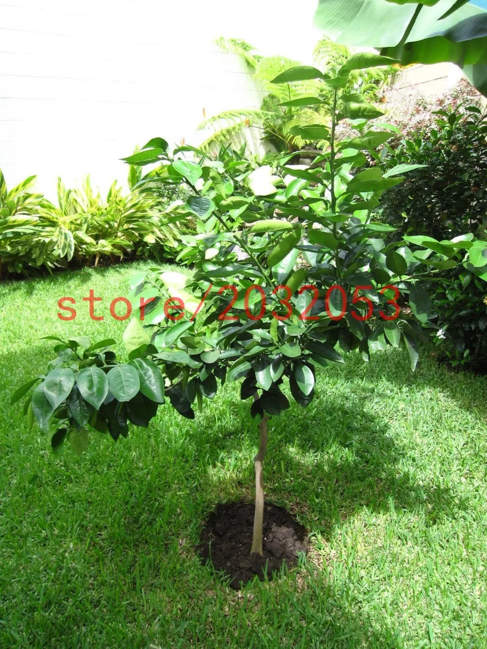 bonsai Thai Pomelo Citrus maxima, Pomelo Grapefruit, for home garden planting