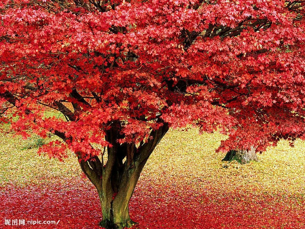 Garden Plants Free Shipping 30 Seeds Japanese Red Maple Tree With Hermetic Package Very Beautiful Japan Maple New Seeds Plant Index Tree Planting Businesstree Prune Aliexpress