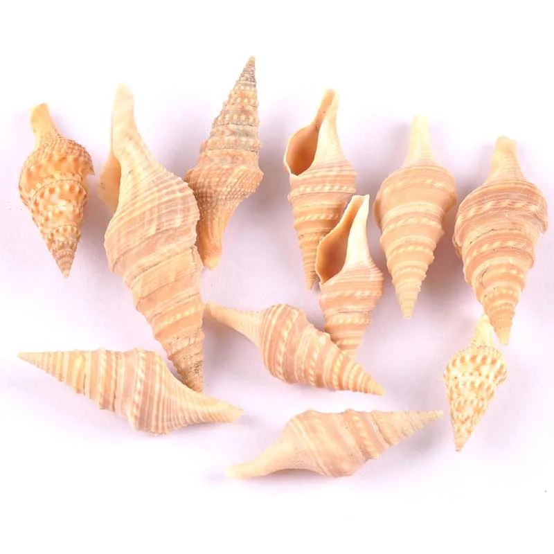 10pcs Natural Spiral shell Scrapbooking Craft seashells for glass bottle home Diy decoration TRS0282