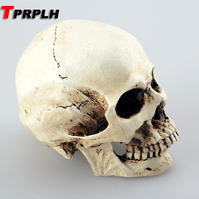 

Human Skull Replica Resin Model Medical Realistic Height 7cm widht 9cm HE12670815