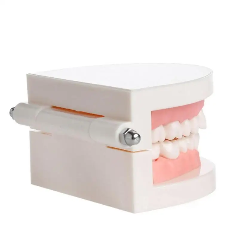 Профессиональная Модель белых зубов для взрослых, стандартный стоматологический обучающий инструмент, демонстрационный инструмент для орального медицинского образования, модель зубов