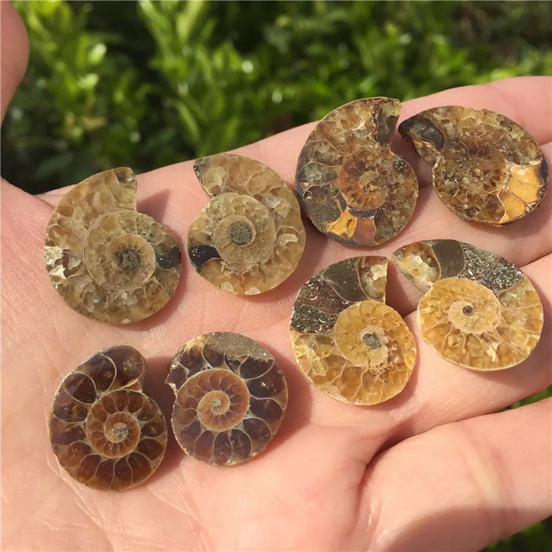 4 пары натуральный Радуга Сплит Аммонит окаменелый образец аммолит океан животное Улитка Раковины Мадагаскар образец минерал