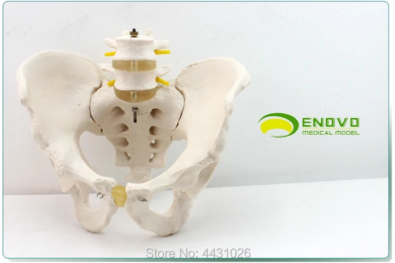 ENOVO мужской модели таза два поясничных позвонков тазовой кости сакрального копчиковый человека. Bone модель ортопедии