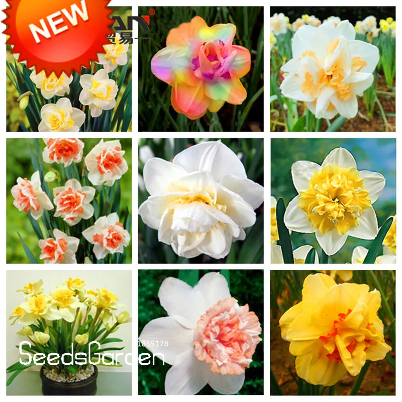 Горячая продажа! Красивый Нарцисс цветок балконные растения Daffodil бонсай