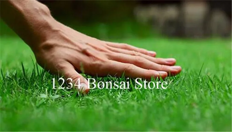 1000 قطع عشب أخضر العشب ، الغولف ، خاص المعمرة الحديقة النباتية ، ملاعب كرة قدم ، فيلا ، عالية الجودة الزهور بونساي حديقة العشب مصنع