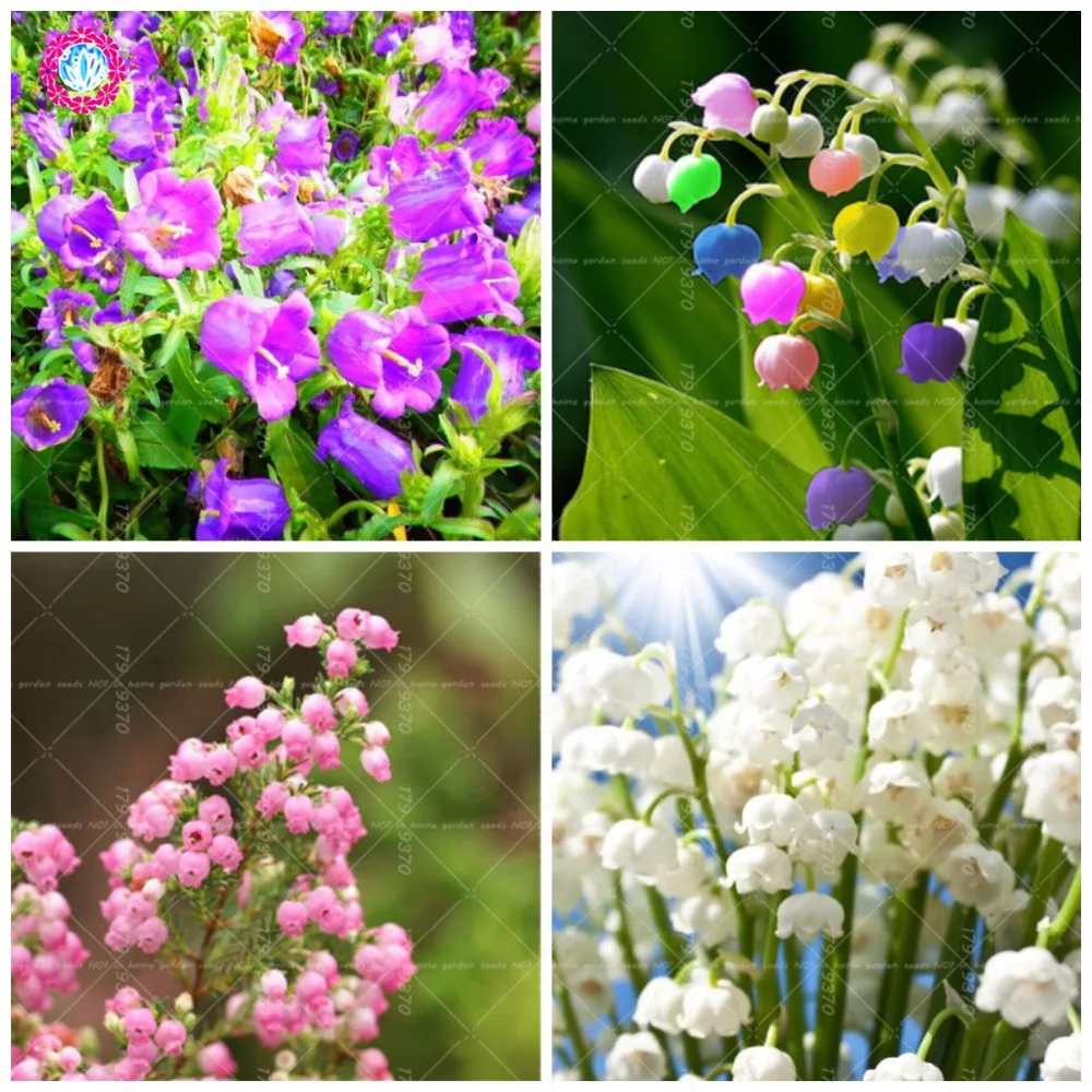 

50pcs Lily of the valley Convallaria majalis bonsai rare rainbow bell orchid flower potted plants for home garden