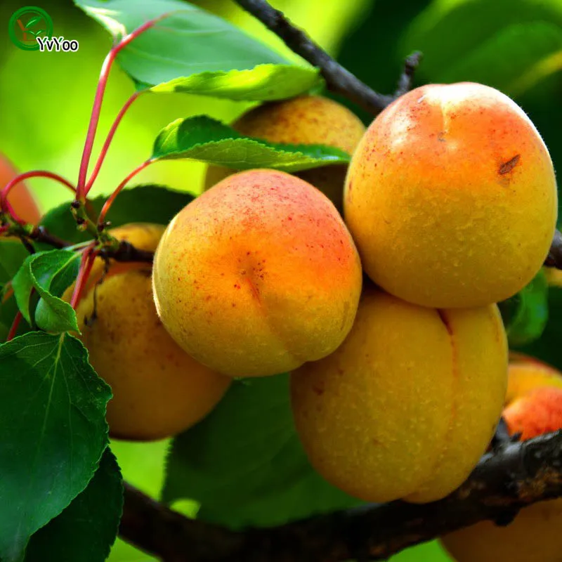 Buy Wholesale Organic Apricot From - Buy Wholesale Organic Apricot From China Organic buy wholesale organic apricot from buy wholesale organic apricot from china organic