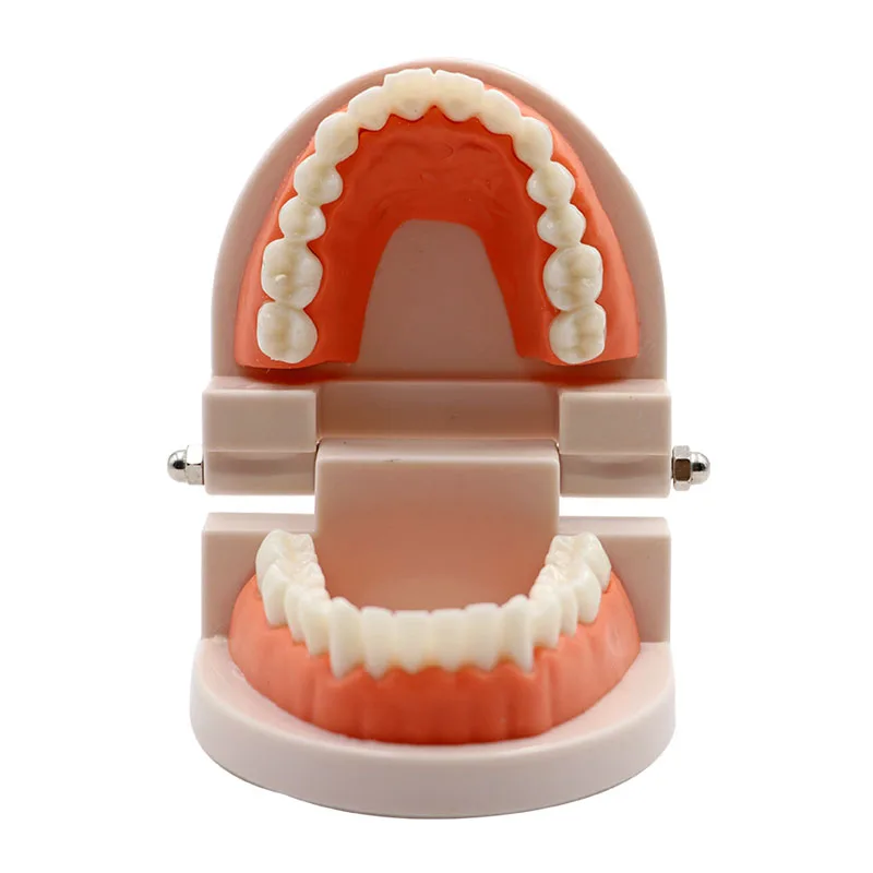 1 шт. зубная модель, стандартный стоматологический обучающий инструмент, демонстрационный инструмент, Стоматологическая модель, Стоматологическая модель, Студенческая Модель для обучения