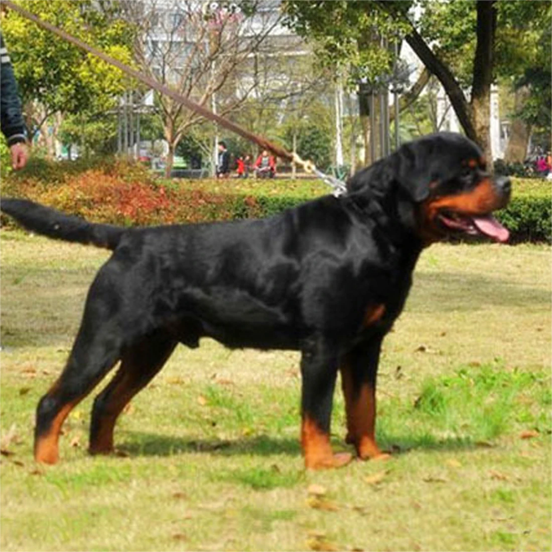 ##BUY Good Quality Leash Durable Cowhide Dog Leash Walking Training Leads for Dog German Shepherd Pet Products for patrol Large Dogs