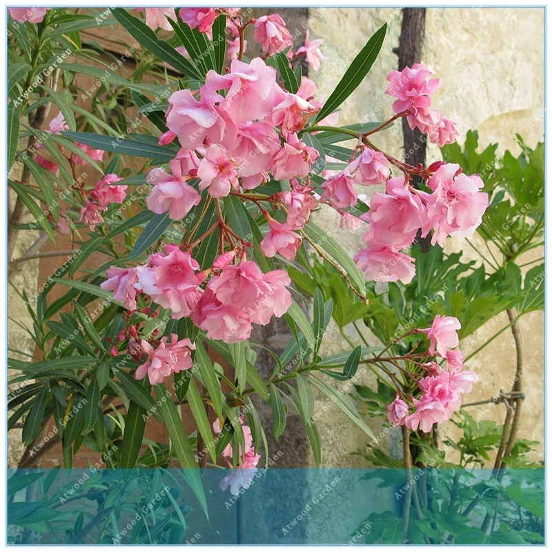 ZLKING promments 50 шт. цветок Nerium Oleander горшечные растения легко растущий горшок японский балкон садовое украшение ZLKING promments 50 шт. цветок Nerium Oleander горшечные растения легко растущий горшок японский балкон садовое украшение
