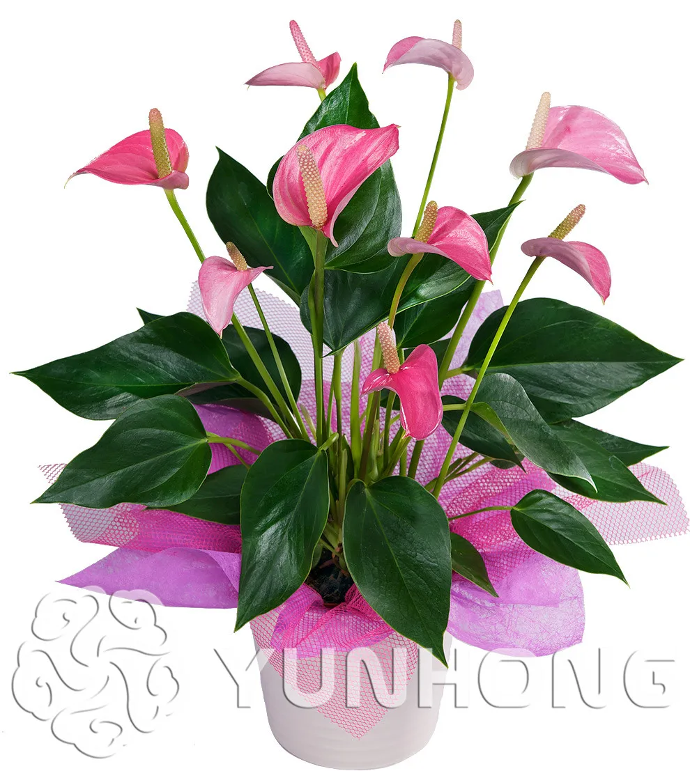 

100/bag Rare Flower Bonsai Anthurium Andraeanu Bonsai Balcony Potted Plant Anthurium Flower Bonsai for DIY Home Garden