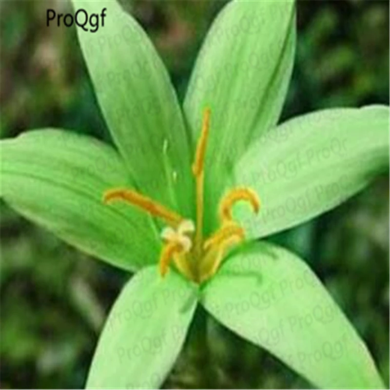 

Prodgf 50Pcs A Set Green Color Zephyranthes