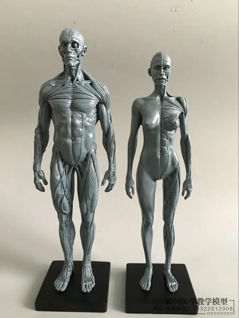 30 см художественная модель человеческого тела скелетно-мышечная Анатомия структура модель CG Живопись Скульптура обучение