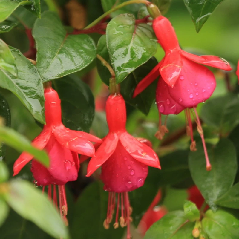 120 Pieces Red Fuchsia Seeds Lantern Flower Bonsai 120 Pieces Red Fuchsia Seeds Lantern Flower Bonsai Perennial Flowering Plants In From Home Garden On Aliexpress Alibaba Group