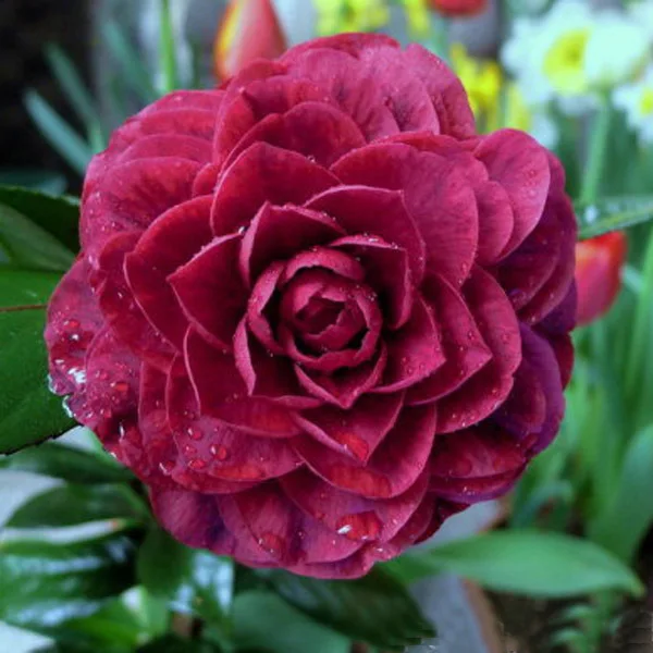 Common Garden Plants popular common garden flowers-buy cheap common garden flowers lots Common Garden Plants popular common garden flowers-buy cheap common garden flowers lots