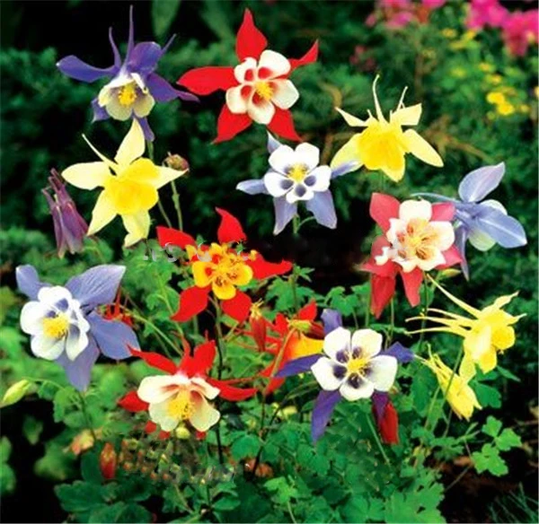 Free Shipping 50 Mixed Color Aquilegia (Columbine) Seeds,long bloom