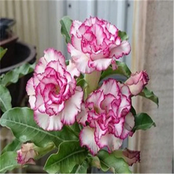 100% True Adenium Obesum Bonsai Exotic Desert Rose Flowers Balcony Desert-Rose Bonsai MultiColor Petals Succulents Tree 1 Pcs