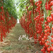 Hot Sale Time-limited Regular Novel Plant Pots Planters Plants New!!! 200 seeds/pack