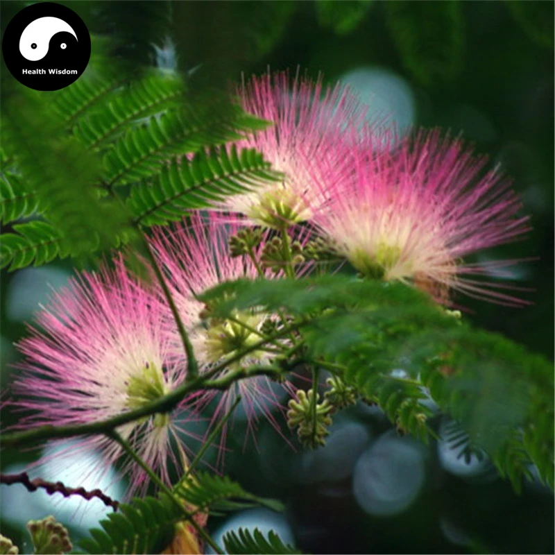 Купить Albizia Julibrissin Tree Semente 60 шт. растительное шелковое дерево Сирис Акация губка