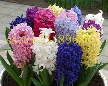 20pcs real Hyacinthus seeds soil culture hydroponic hyacinth flower plants indoor plants seeds