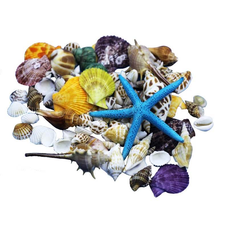 

Mediterranean Decoration of Natural Large Shell Conch Starfish and Coral Crafts Fishbowl Scenery Shell Ornaments