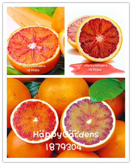 

10 Pieces/Pack Big Promotion! Fresh Rare MORO BLOOD orange Red Blood Orange garden bonsai fruit tree plant