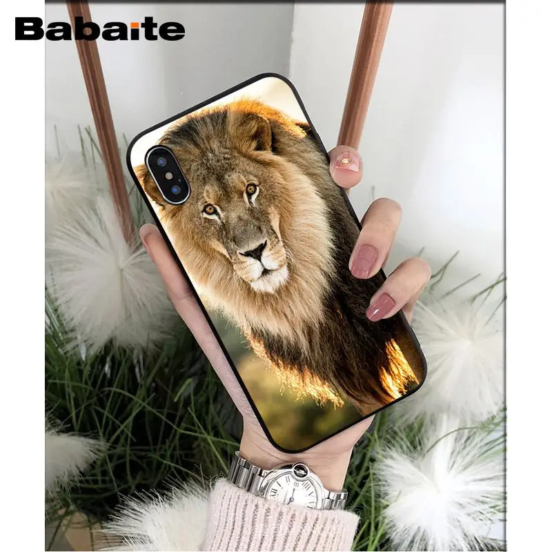 Animals lion