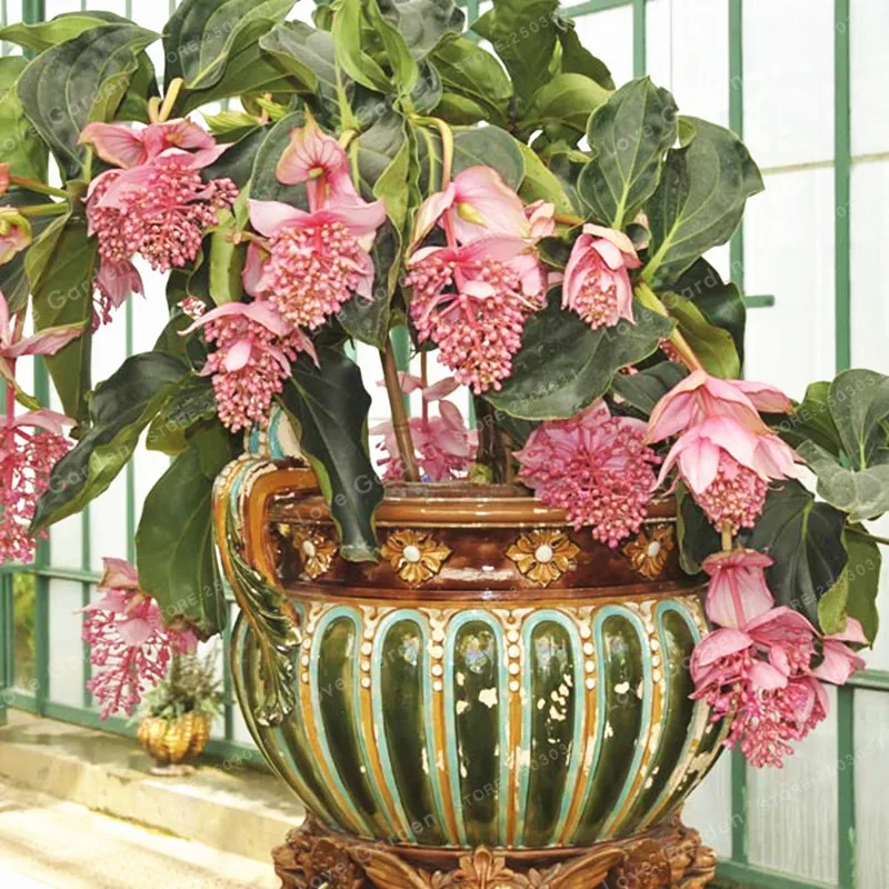 Medinilla Magnifica бонсай очень прекрасный бонсай из цветов растение для дома цветок для украшения сада бонсай 100 шт Medinilla Magnifica бонсай очень прекрасный бонсай из цветов растение для дома цветок для украшения сада бонсай 100 шт