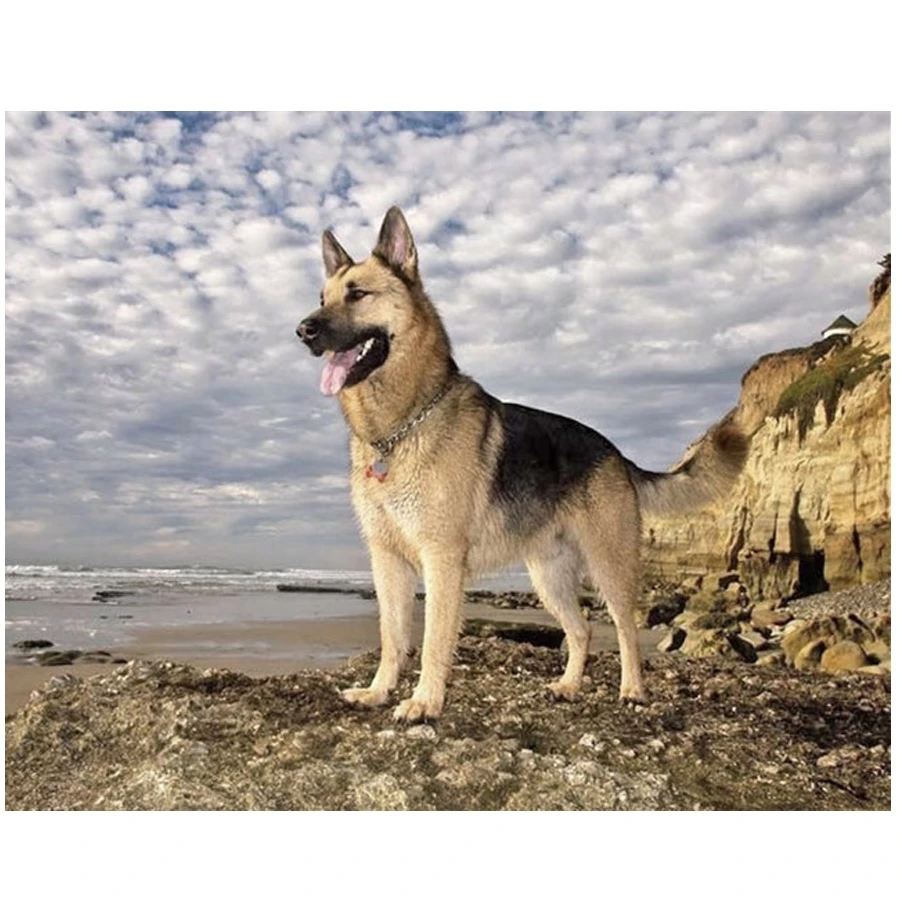 German Shepherd Dog_