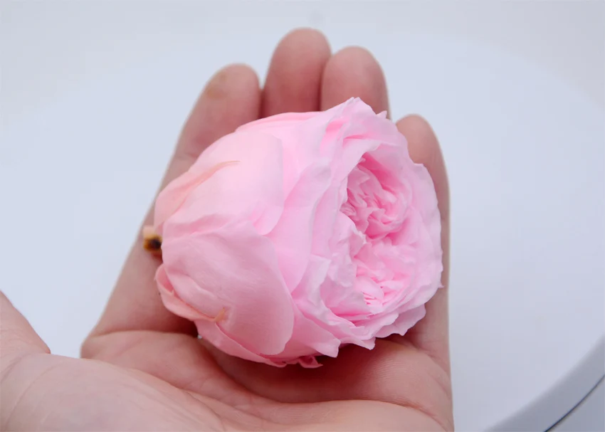 ms6p preserved austin rose flowers -15