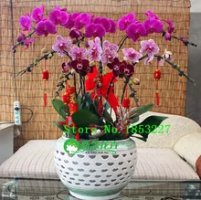 phalaenopsis orchid plant, free phalaenopsis seeds Indoor planting flowers 50seeds