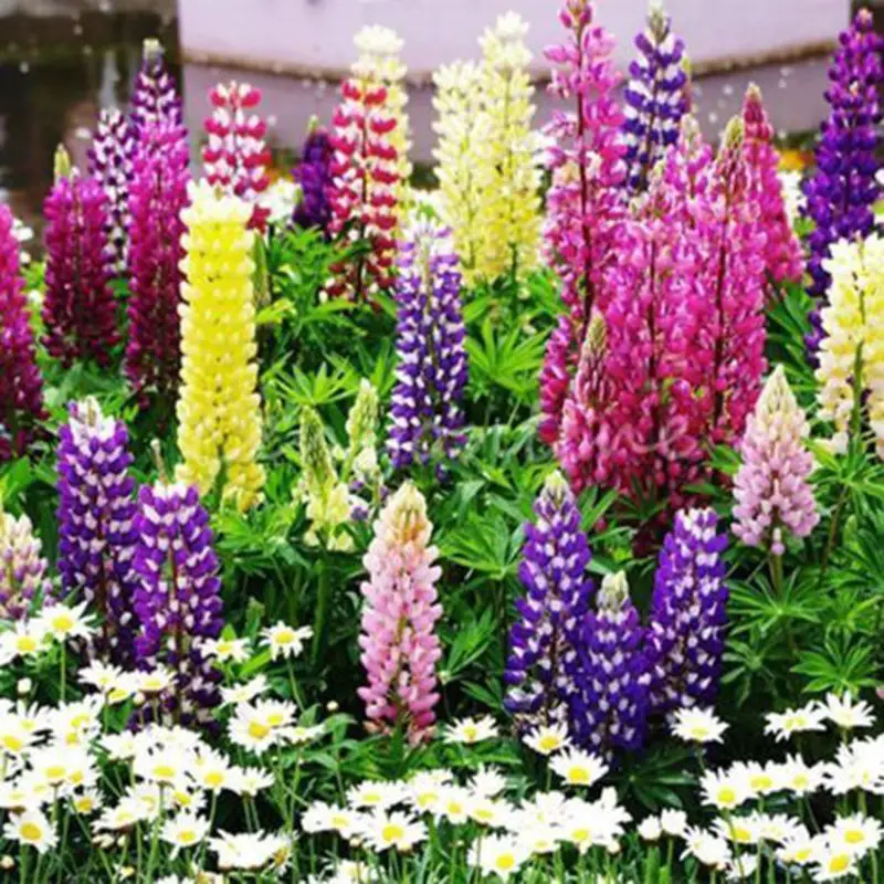 

100 Pcs Colorful Russell Lupine Bonsai Lupinus Plants Beautiful Flower Ornamental Potted Home Garden Plants Ornament BS