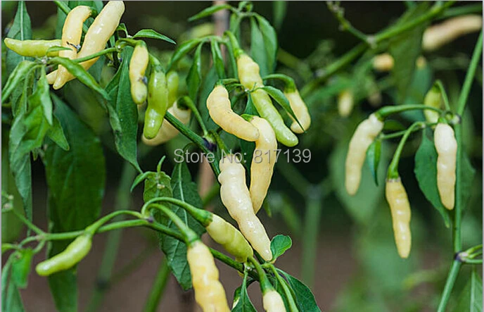 100 PCS Pepper Rare Bolivian Chilli Super Hot White Caterpillar Seed Organic Veg 