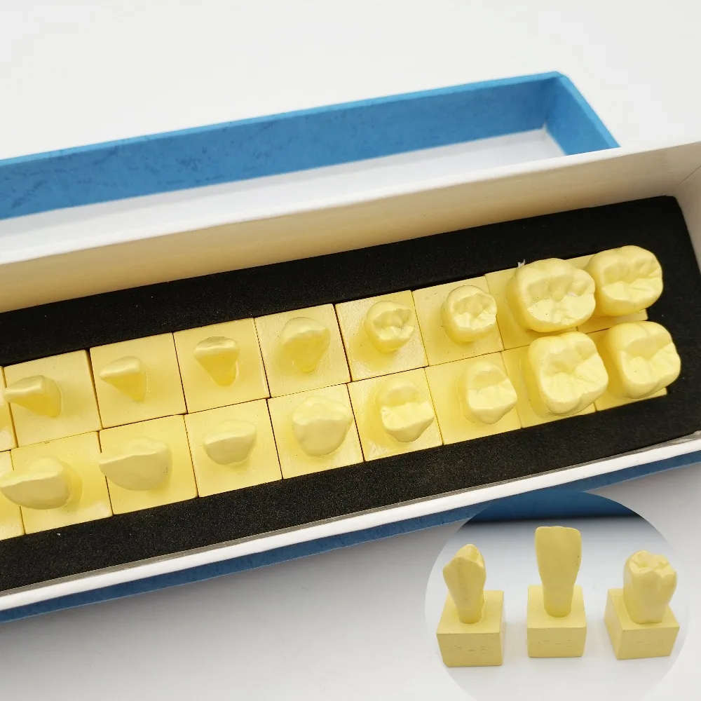 11 Permanent Teeth Model With Base dental tooth teeth dentist dentistry anatomical anatomy