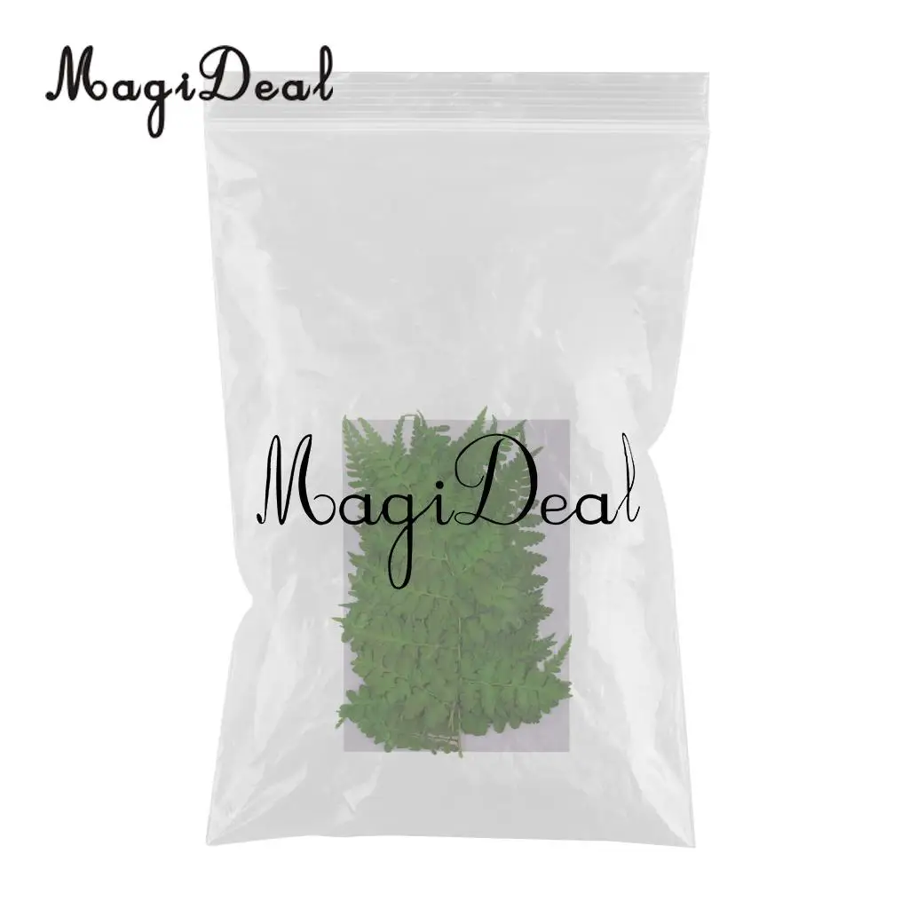 12pcs Natural Press Woodsia Leaves Pressed Real Dried Flower Dry Leaves for DIY Art Crafts Bookmark Scrapbooking Card Making