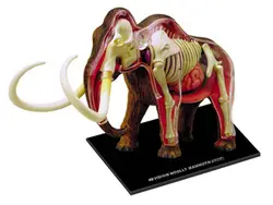 4d слон Анатомия животных модель Skelekon спецодежда медицинская учебная помощь лабораторное ОБРАЗОВАНИЕ ОБОРУДОВАНИЕ мастер головоломки