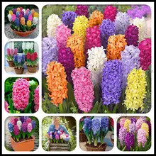 200 шт гиацинт бонсай гиацинт ориенталис Цветок для гостиной гидропоники растения цветы для многолетнего сада украшения растения