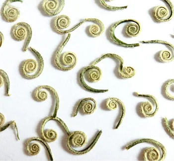 

100pcs Dried Fern Fruits Plants Herbarium For Jewelry Postcard Photo Frame DIY Project Making Accessories