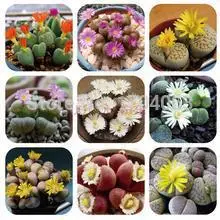 

100pcs Wholesale 100% authentic Mix Lithops Succulent Plants rare plants, Bonsai organic