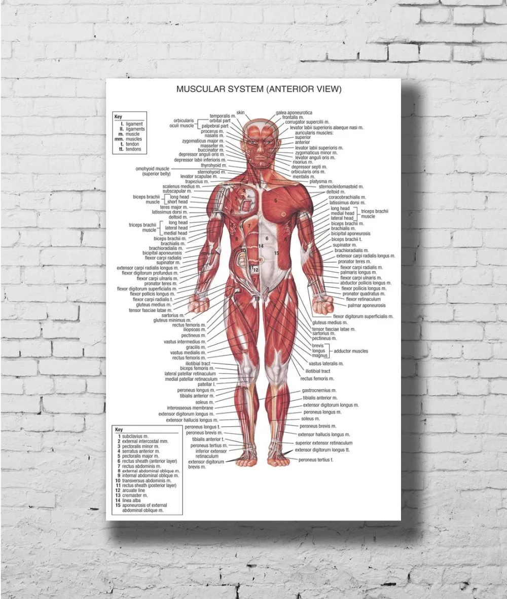 Human Tendon Chart