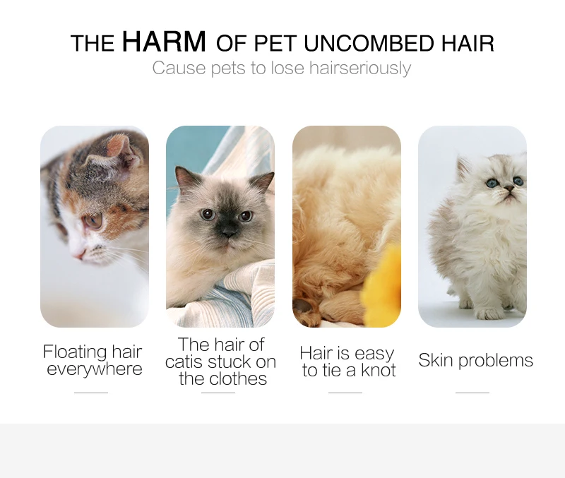 8 pet cat 
