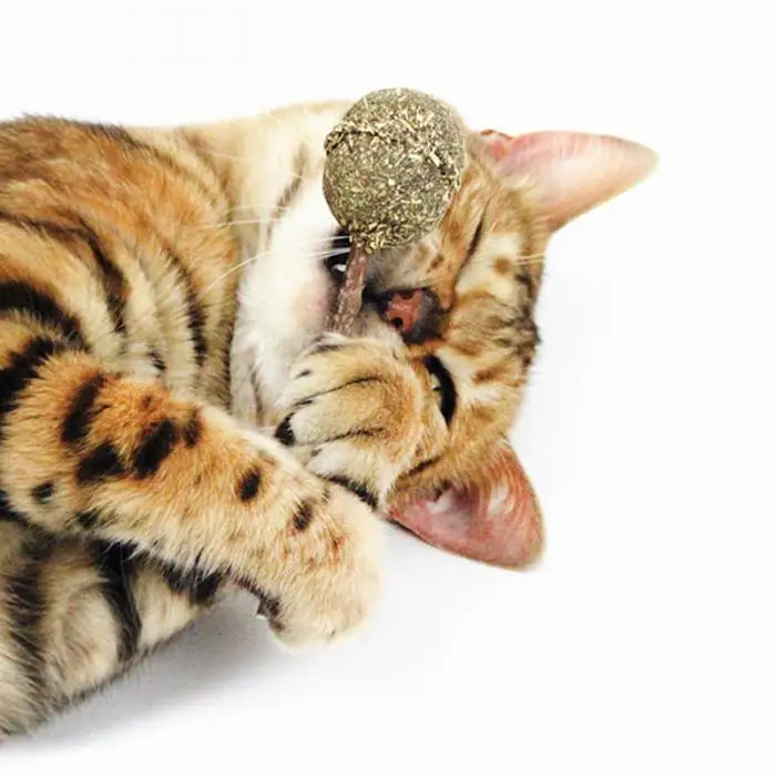 Забавный кот Жевательная палочка кошачий круглый леденец котенок ПЭТ зубы Чистка игры игрушки для кошек HG99