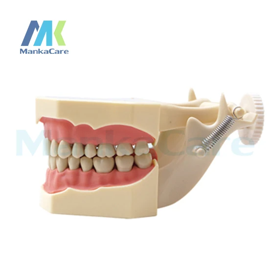 

Manka Care - SF Type Study Model/32 pcs Tooth/Soft Gum/Screw fixed/ DP Articulator Oral Model Teeth Tooth Model