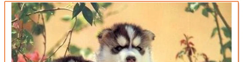 diy diamond painting cartoon animal three husky puppy diamond pasted 5d rhinestone embroidery full handmade crystal cross stitch2041_04