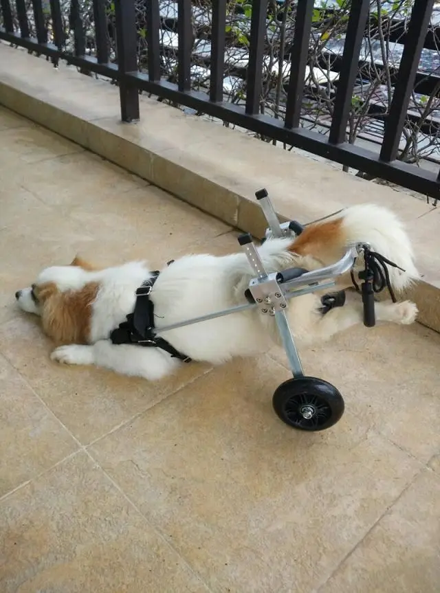 Коляски Для Собак Инвалидов Купить