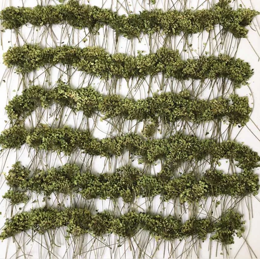 (SLLDHMR)-green